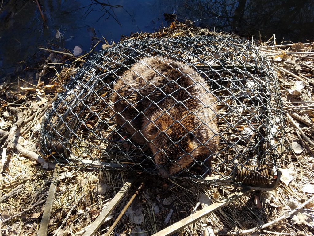 Beaver Trapping Denver Colorado Animal Damage Control