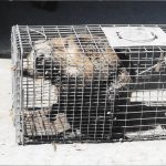 Beaver-In-Trap-Closeup3