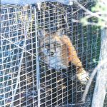 Fox-In-Trap-Closeup5