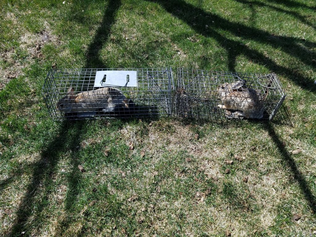 Rabbit Trapping Denver Colorado Animal Damage Control