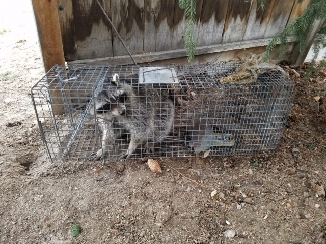 Raccoon-In-Trap