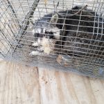 Racoon-In-Cage-Closeup
