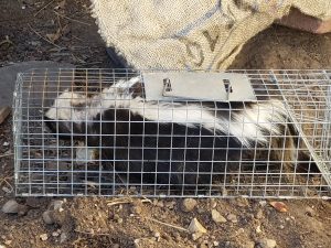 Skunk-In-Trap