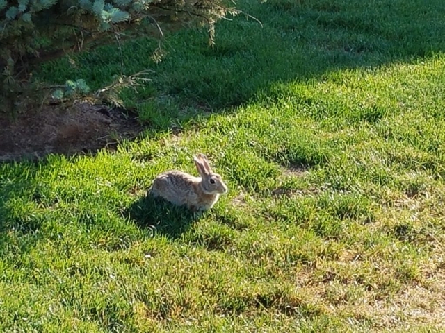 Rabbit in Yard