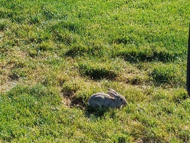 Rabbit in Yard