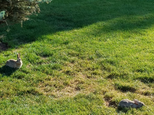 Rabbits on Grass