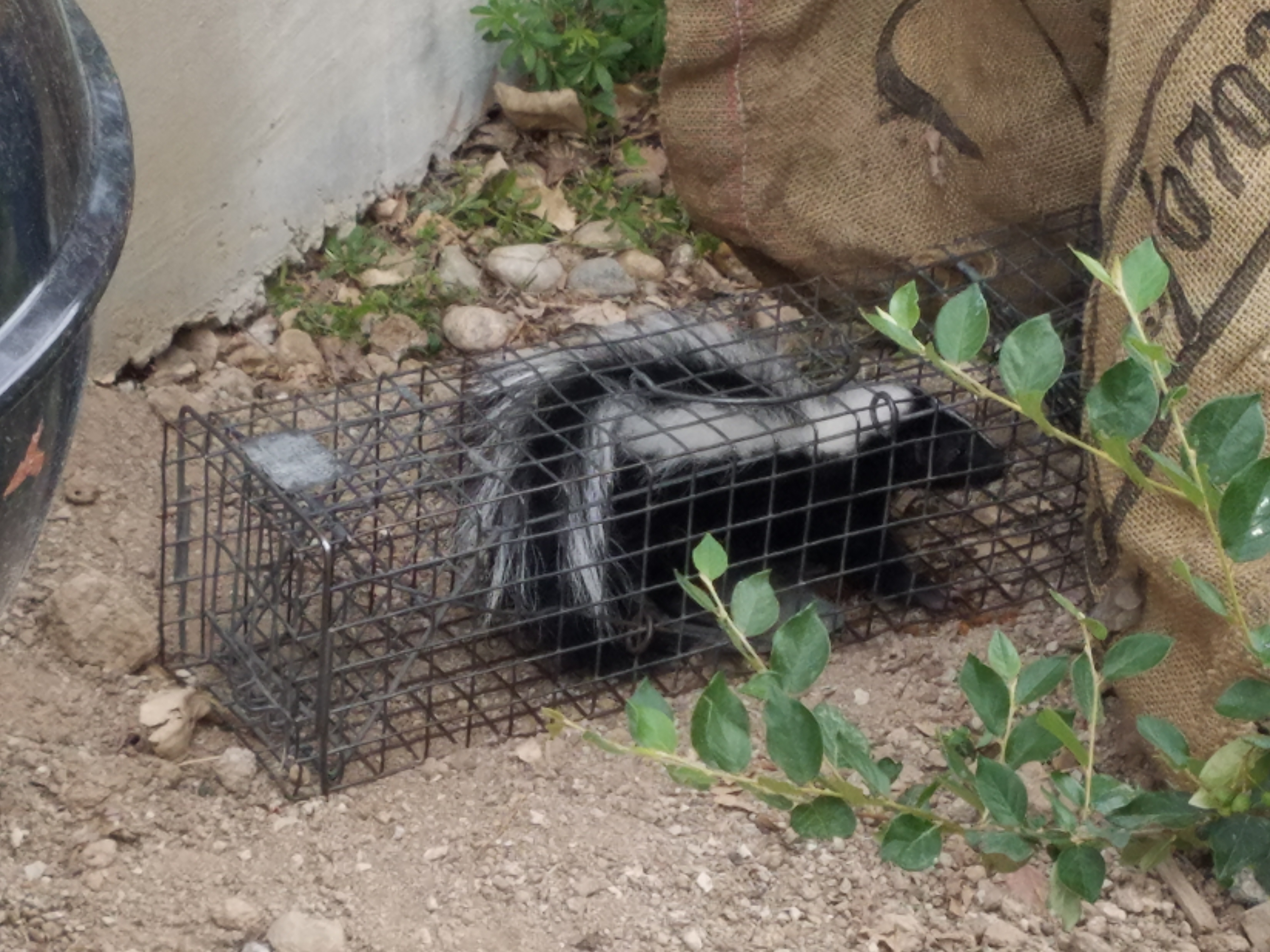 Trapped Skunk