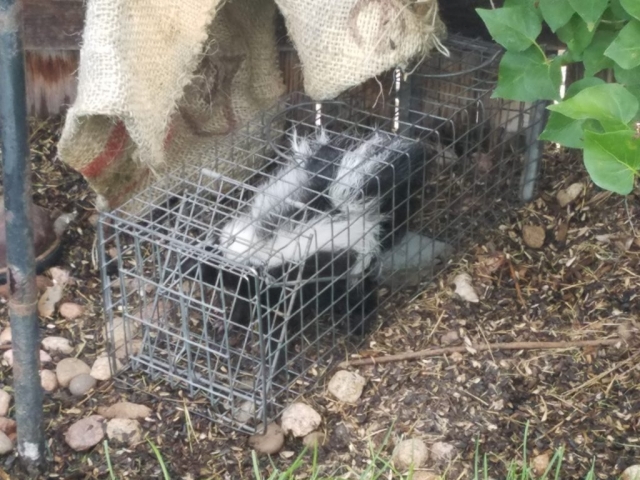 Trapped Skunk