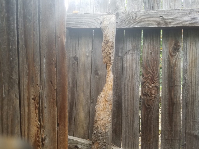 Squirrel Damage to Fence