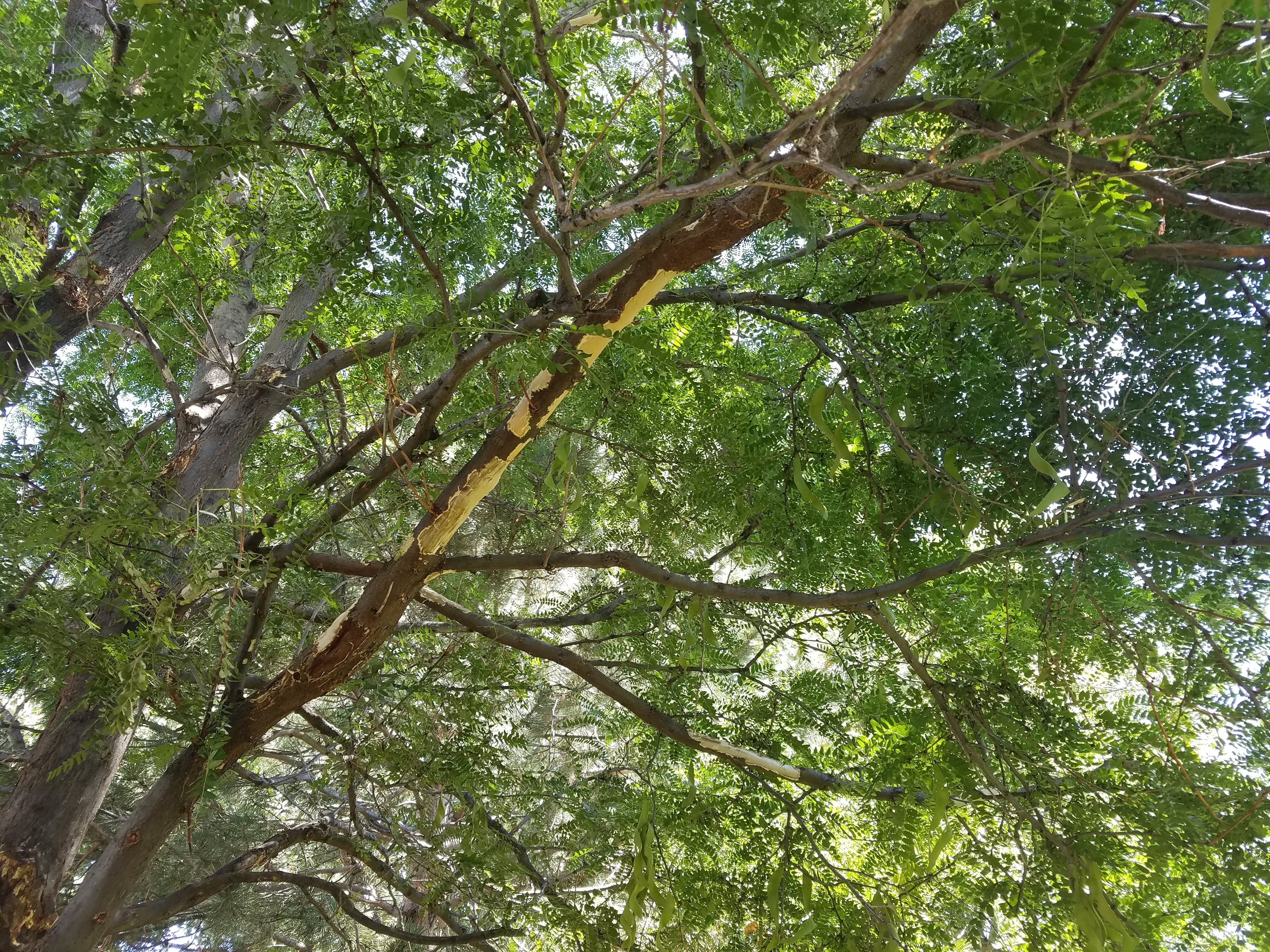 Squirrel Damage to Tree