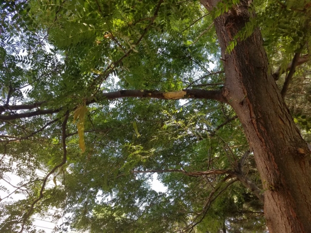 Squirrel Damage to Tree